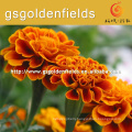 100%pure nature wild tagetes erecta or marigold